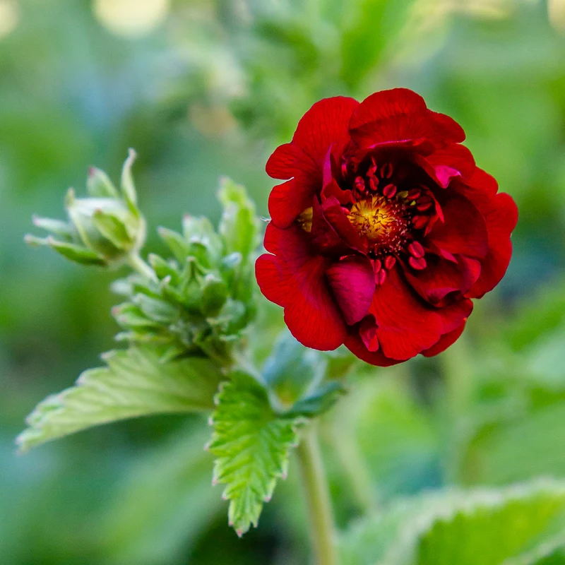 Potentilla atrosanguinea, 15-pack