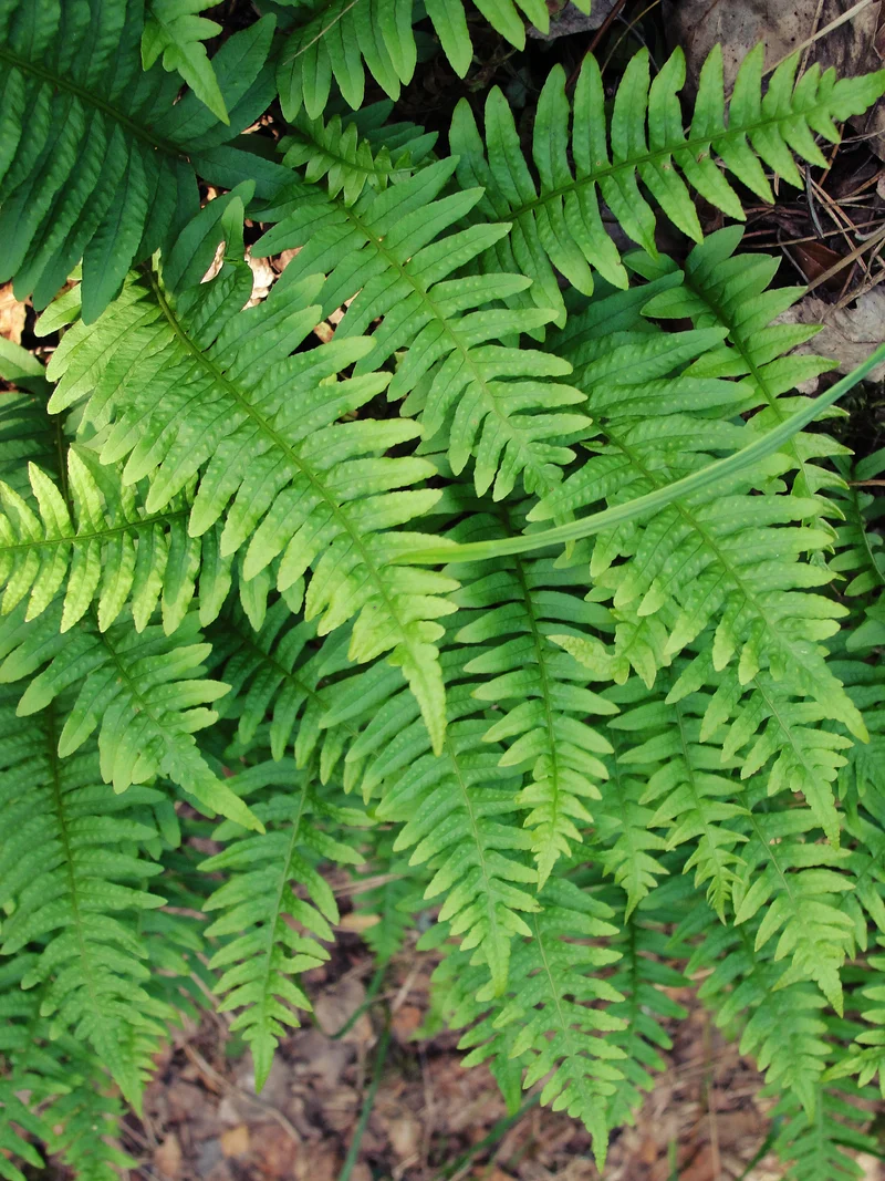 Polypodium vulgare, 6-pack