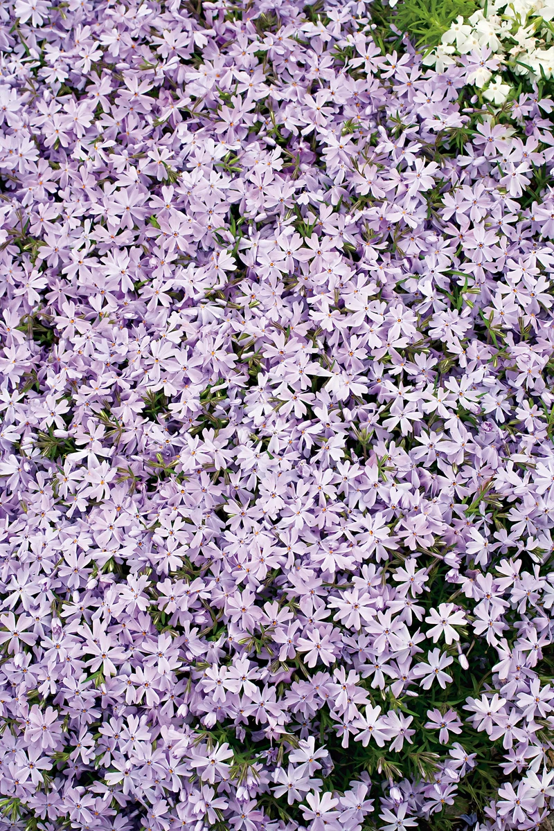 Phlox subulata 'Emerald Cushion Blue', 15-pack