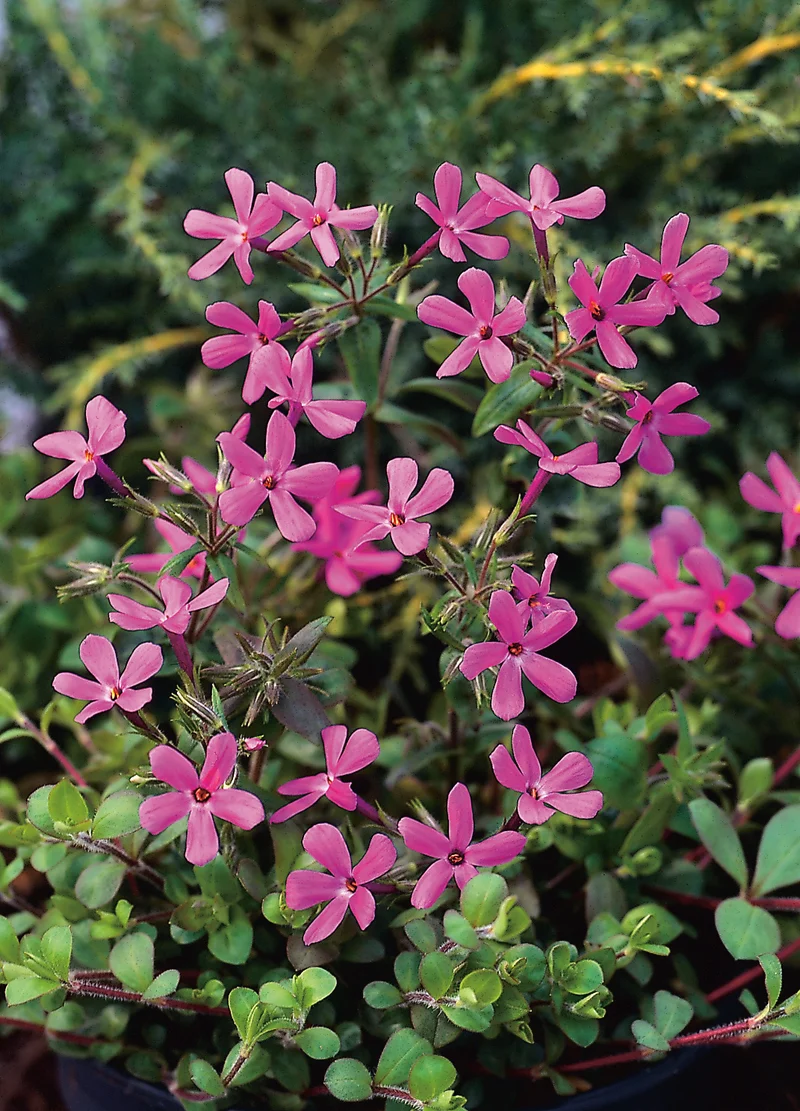 Phlox stolonifera 'Home Fires', 15-pack