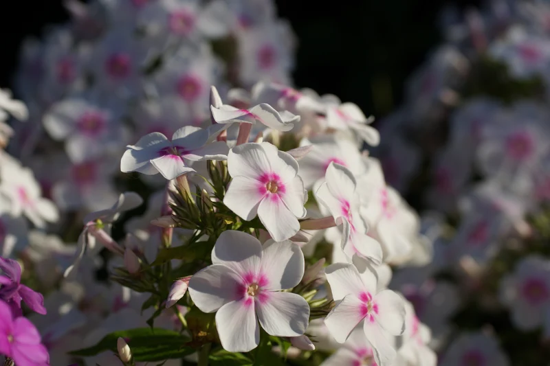 Phlox paniculata 'Ingeborg fr?n Nybro', 6-pack