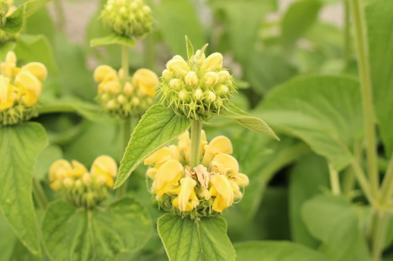 Phlomis russeliana, 15-pack