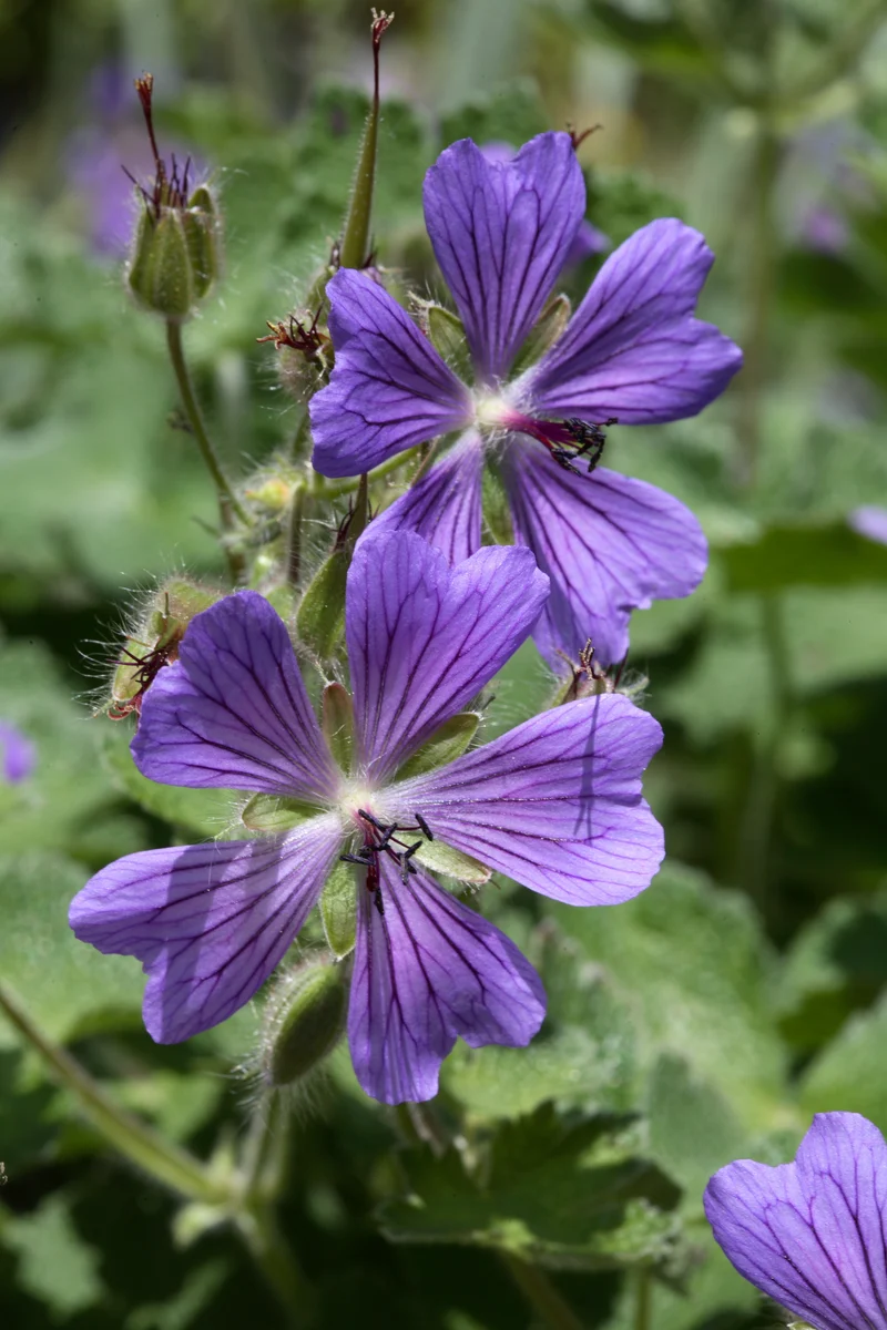 Geranium 'Philippe Vapelle', 15-pack