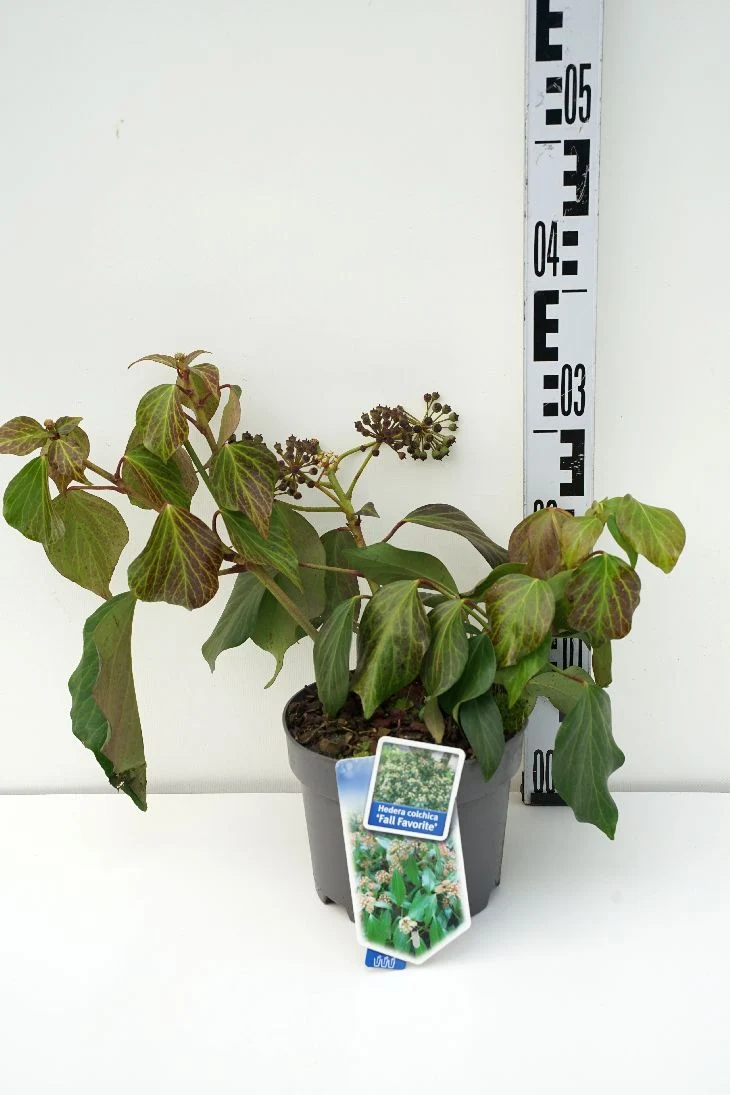 Hedera colc. 'Fall Favourite' C5 (5 liters kruka) 30-40 cm