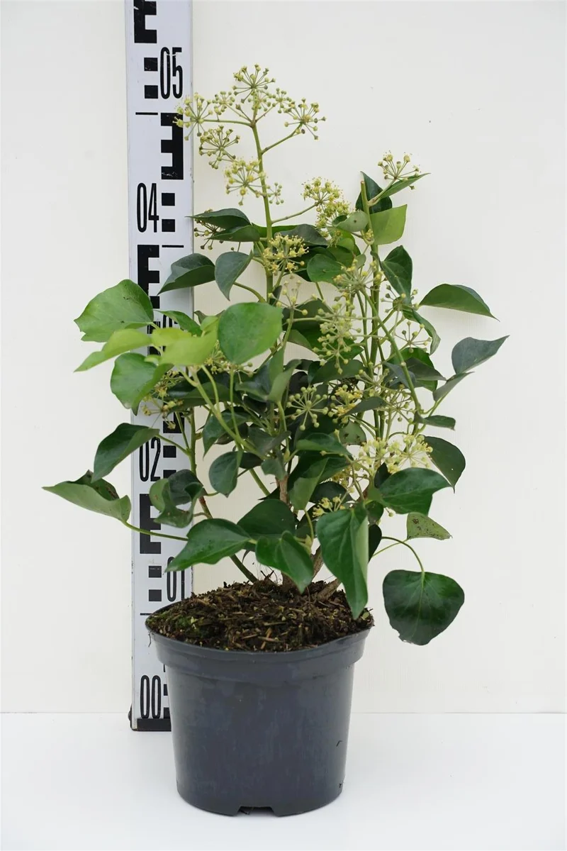 Hedera helix 'Arborescens' C2 (2 liters kruka) 20-40 cm