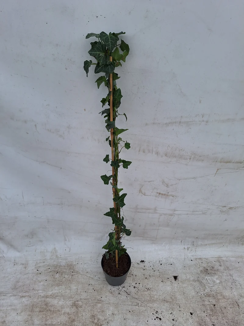 Hedera helix 100-125 cm - C2 (2 liters kruka) / 17 cm kruka