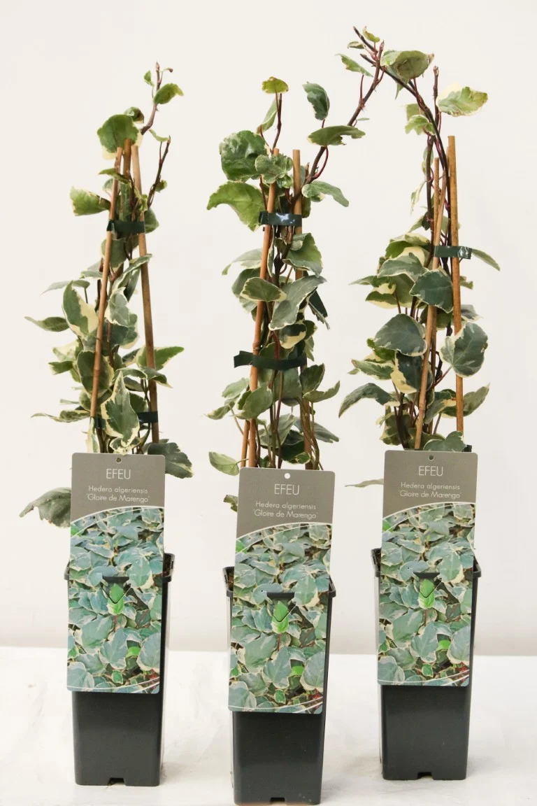 Hedera alg. 'Gloire de Marengo' 40-60 cm C2 (2 liters kruka) / 17 cm kruka