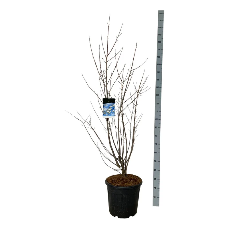 Halesia carolina 4-6 cm stam C25 (25 liters kruka)