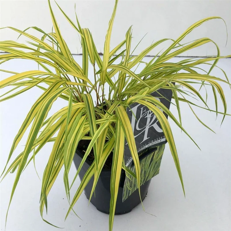 Hakonechloa macra 'Aureola' 9 cm kruka