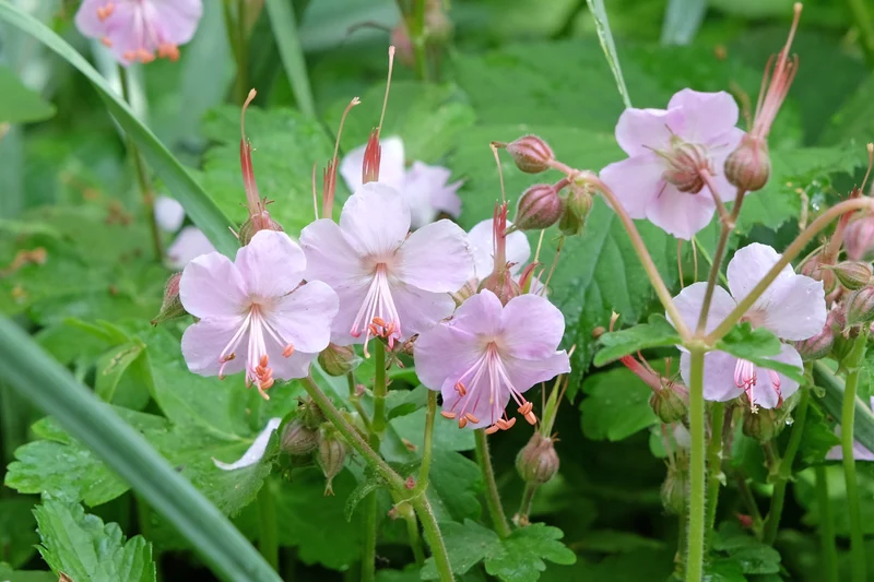 Geranium macrorrhizum 'Ingwersen's Variety', 15-pack