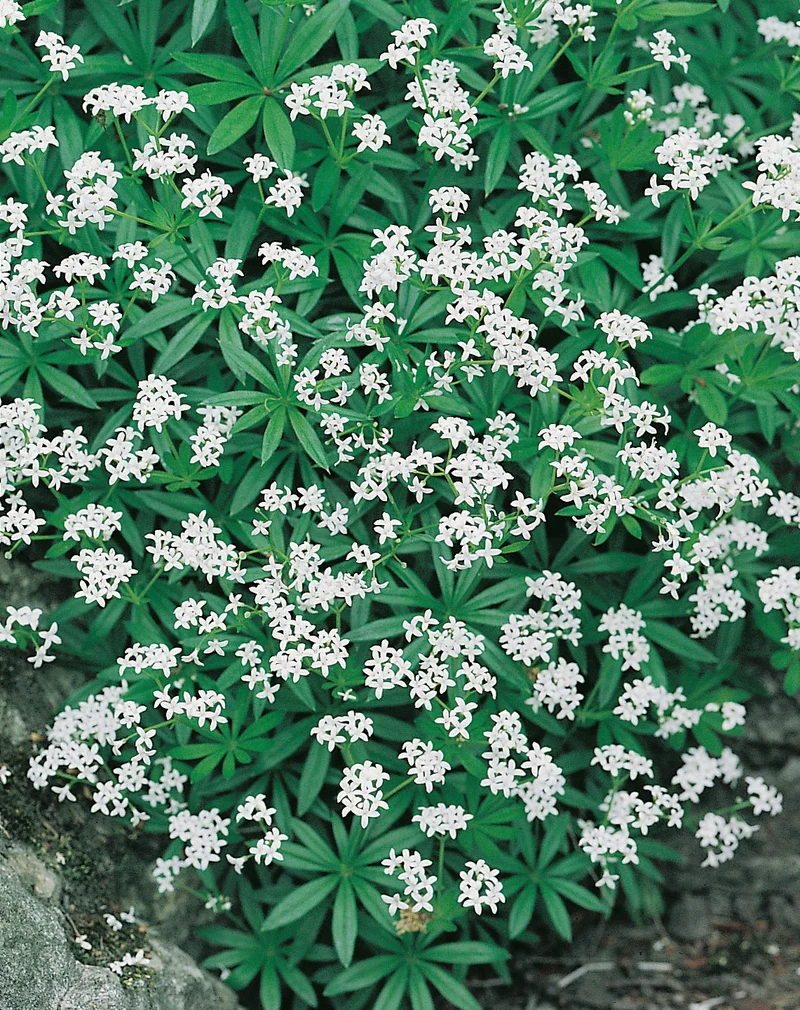 Galium odoratum, 15-pack
