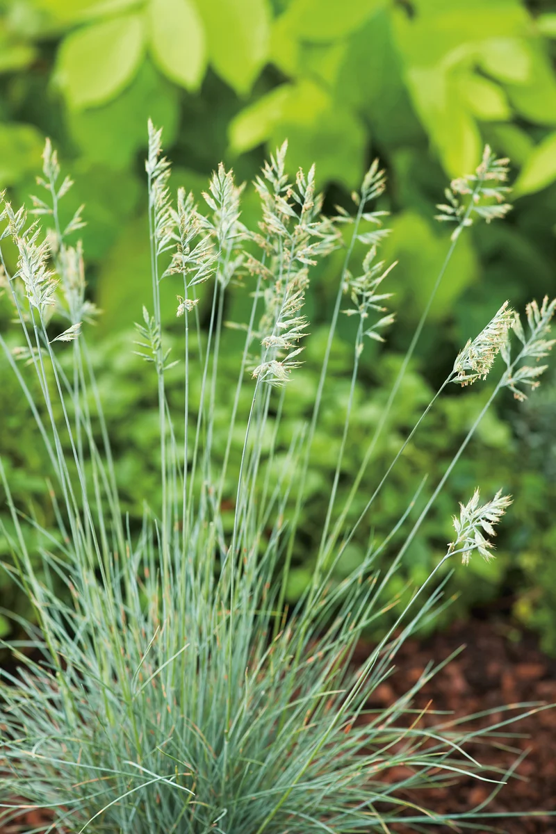 Festuca glauca 'Elijah Blue', 15-pack