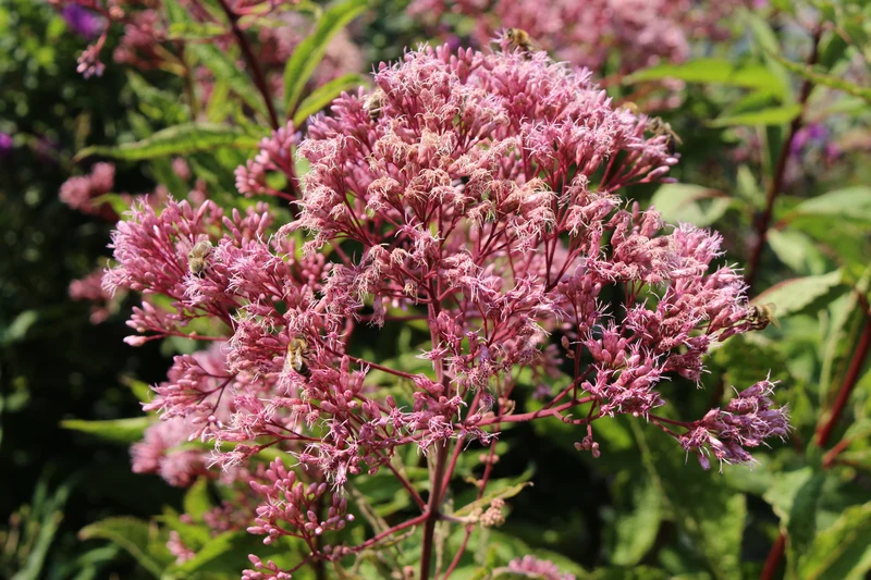 Eutrochium maculatum 'Atropurpureum', 6-pack