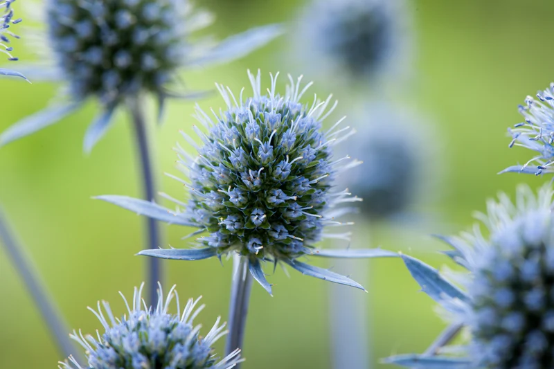 Eryngium planum, 15-pack