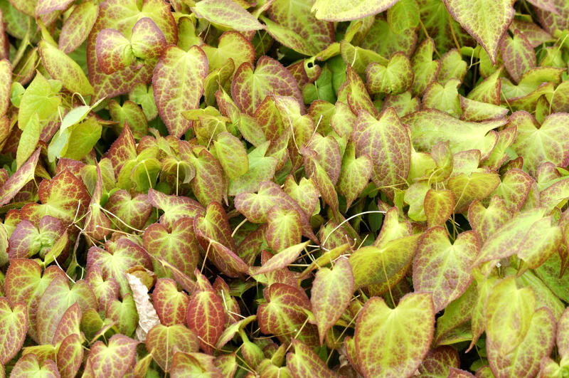 Epimedium x perralchicum 'Frohnleiten', 6-pack