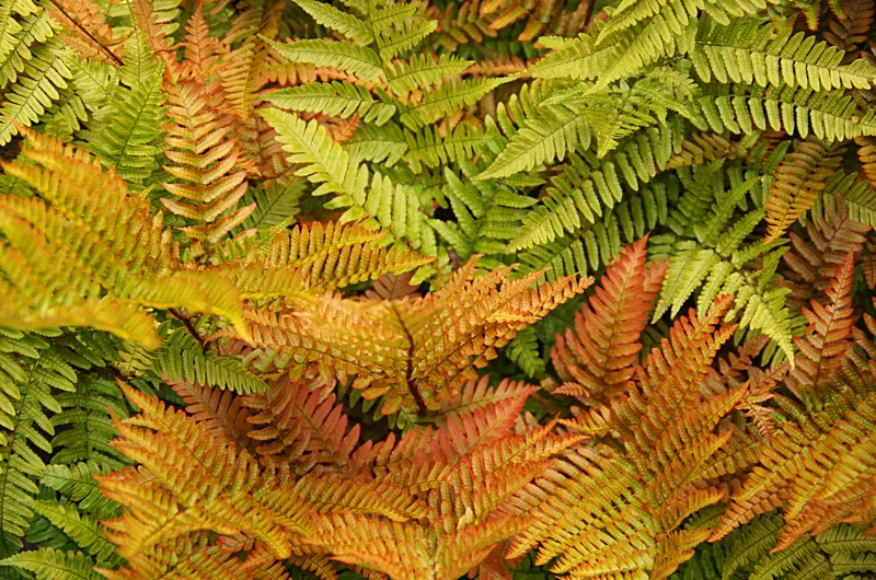 Dryopteris erythrosora , 6-pack