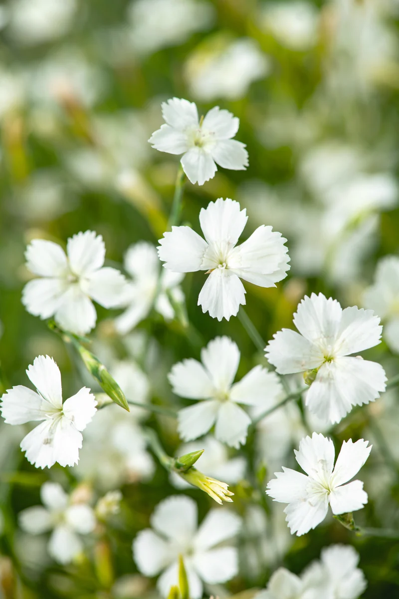 Dianthus deltoides 'Albiflorus', 15-pack