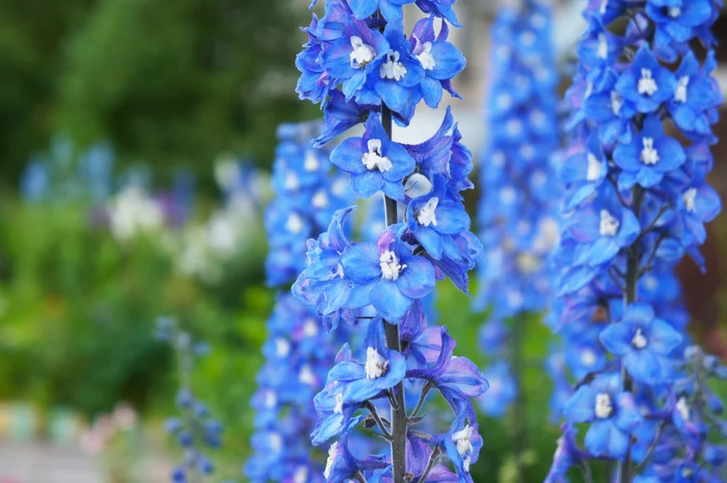 Delphinium (Elatum-Gr.) 'Blue Bird', 6-pack