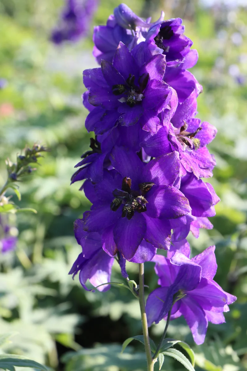 Delphinium (Elatum-Gr.) 'Black Knight', 6-pack