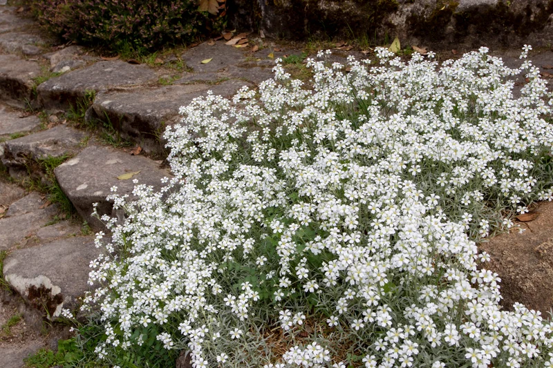 Cerastium tomentosum, 15-pack