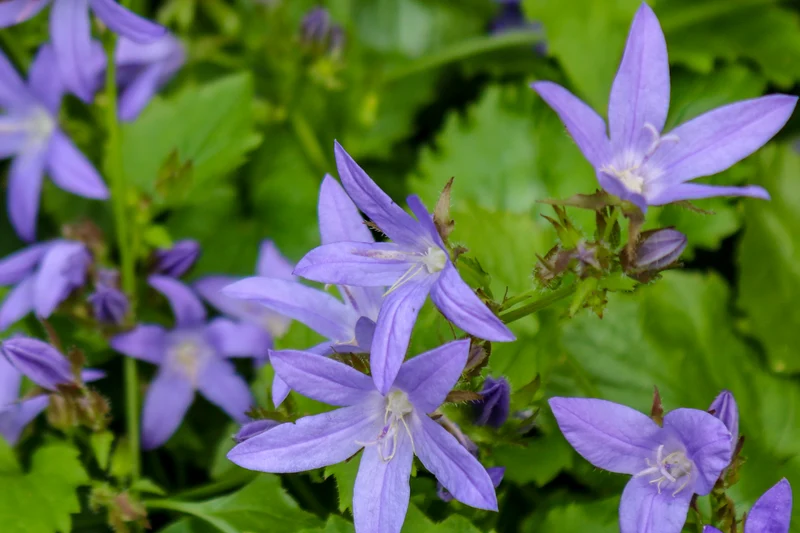Campanula poscharskyana 'Stella', 15-pack