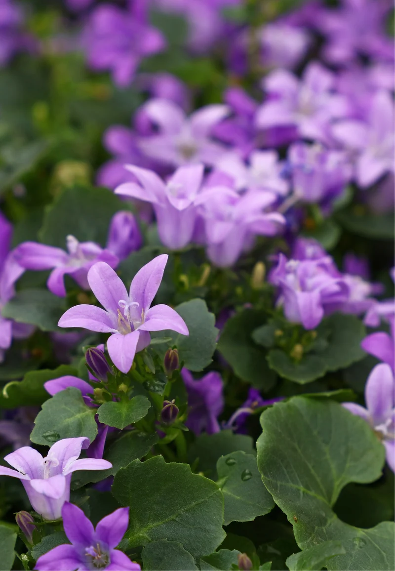 Campanula portenschlagiana , 6-pack