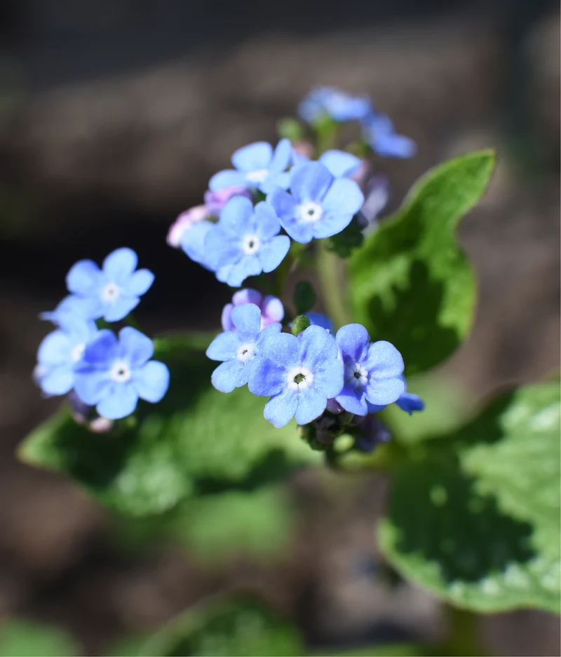 Brunnera macrophylla 'Jack Frost', 3-pack