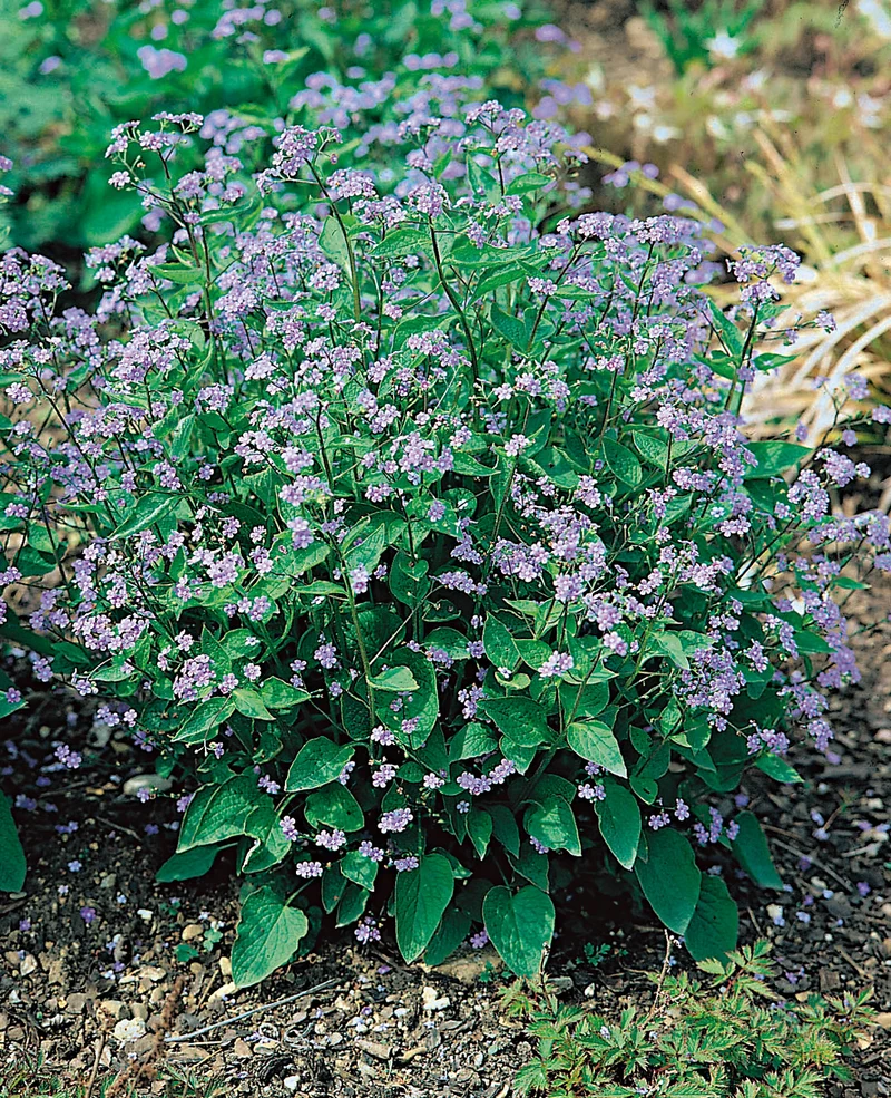 Brunnera macrophylla, 15-pack