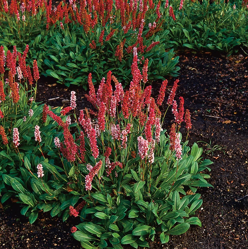 Bistorta affinis 'Darjeeling Red', 6-pack