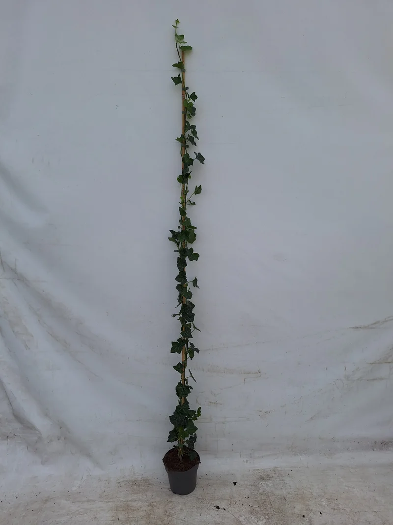 Hedera helix 100-125 cm C5 (5 liters kruka) / 23 cm kruka