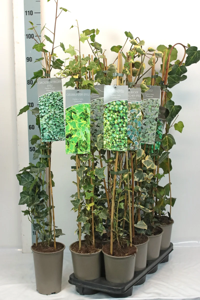 Hedera i sorter 60-100 cm - 17 cm kruka (3 käppar)