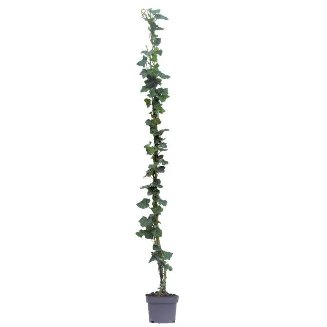 Hedera hibernica C2 (2 liters kruka) 150+ cm