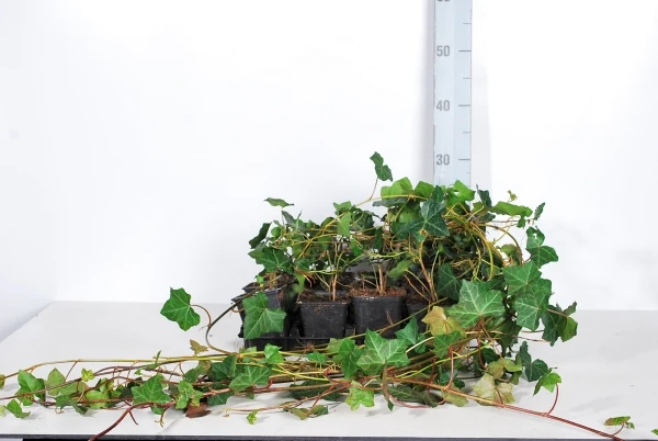 Hedera hibernica 9 cm kruka