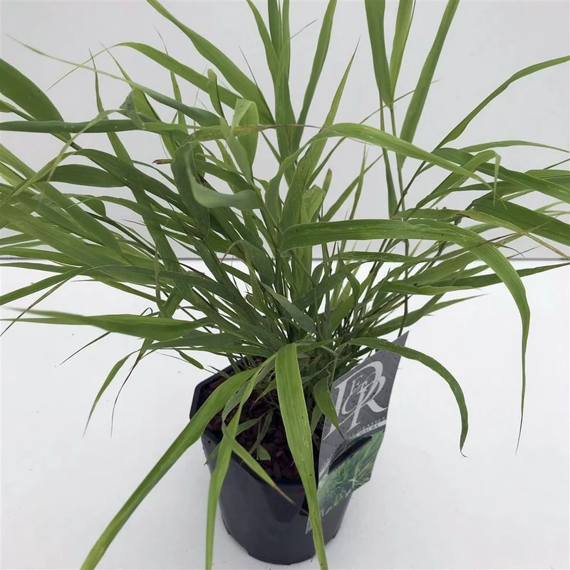 Hakonechloa macra C2 (2 liters kruka)