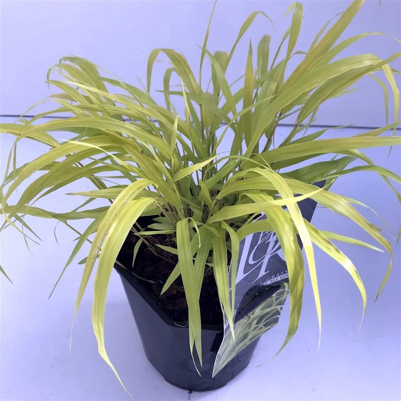 Hakonechloa macra 'All Gold' C2 (2 liters kruka)