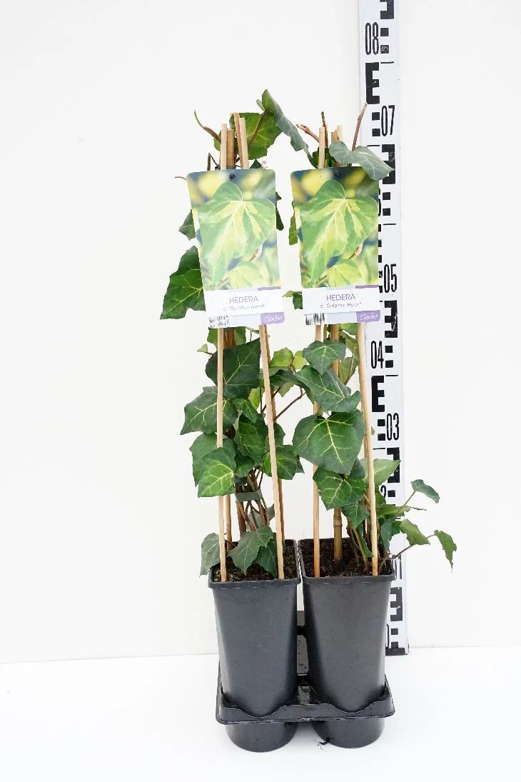 Hedera colchica 'Sulphur Heart' C2,5 (2,5 liters kruka) 70 cm