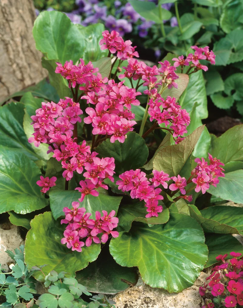 Bergenia cordifolia 'Rotblum', 6-pack