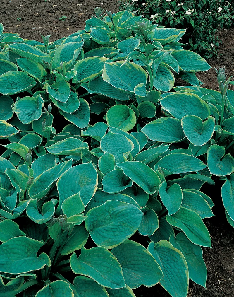 Hosta sieboldiana 'Frances Williams', 3-pack