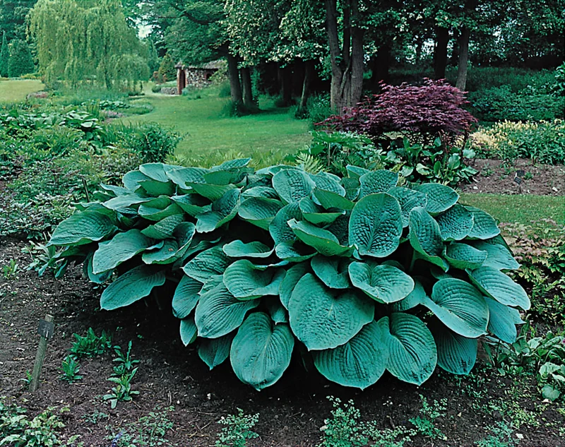 Hosta sieboldiana 'Elegans', 3-pack