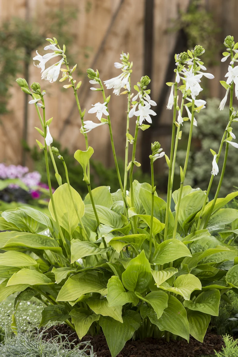 Hosta 'Royal Standard' , 3-pack