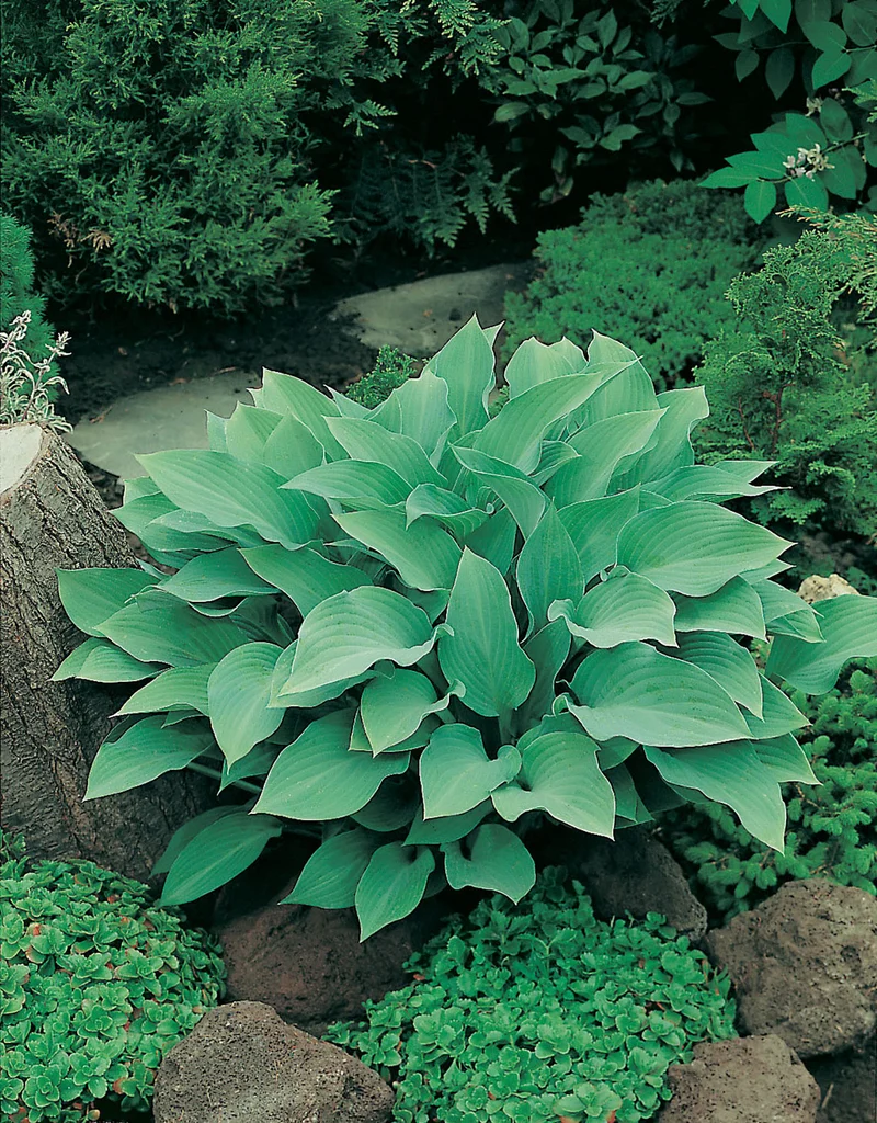 Hosta 'Krossa Regal', 3-pack