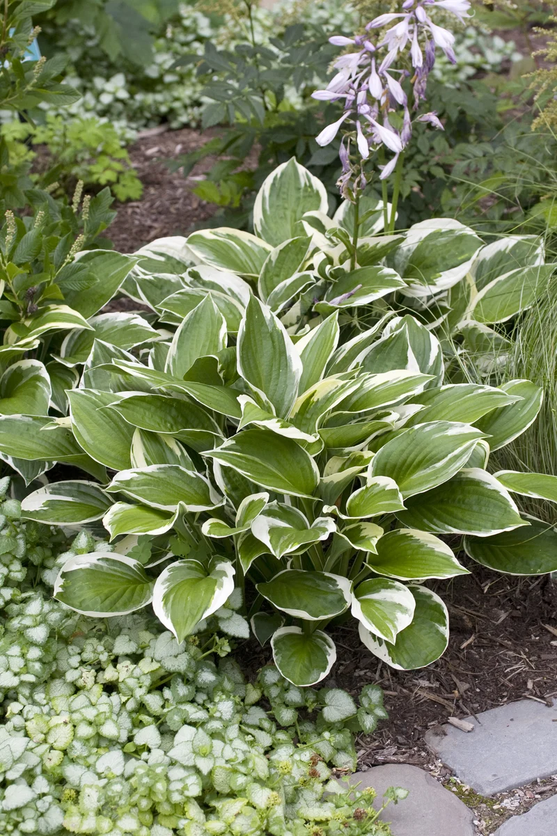 Hosta fortunei 'Patriot', 3-pack
