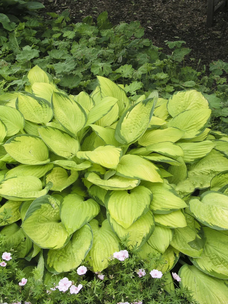 Hosta fortunei 'Gold Standard', 3-pack