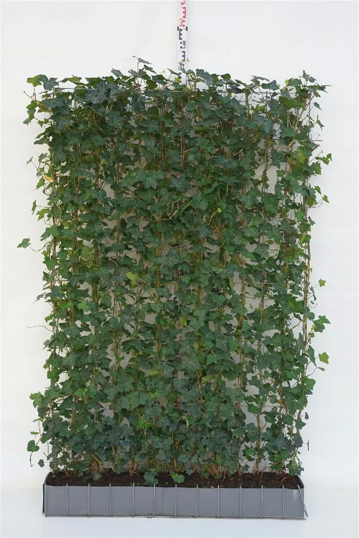 Hedera hibernica Färdig häck 120x180 cm