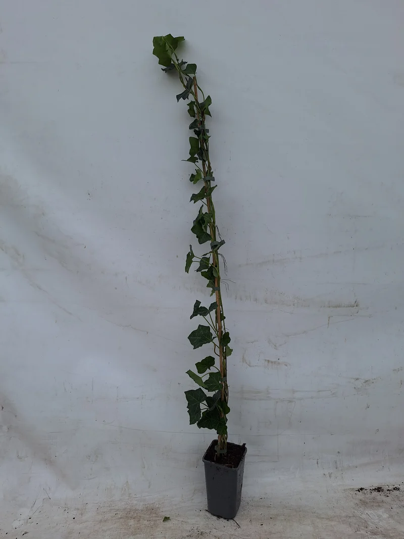 Hedera hibernica C2 (2 liters kruka) 100-125 cm