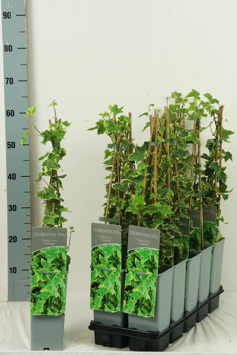Hedera helix 'Goldchild' 90+ cm (11 cm kruka)