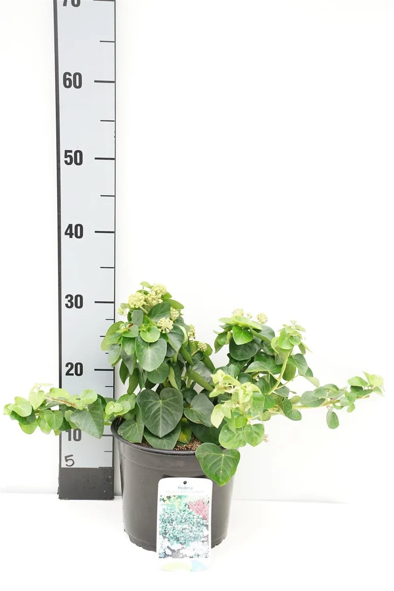 Hedera hib. 'Arbori Compact' C2 (2 liters kruka) 25-30 cm