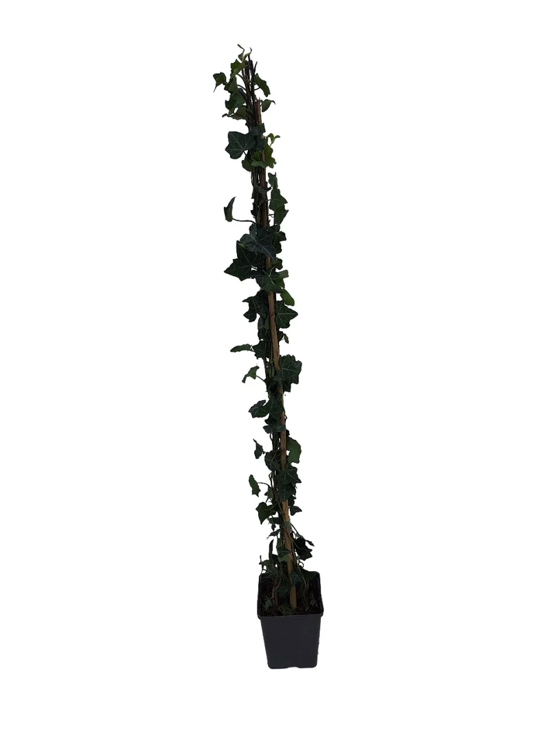 Hedera helix 11 cm kruka 90+ cm