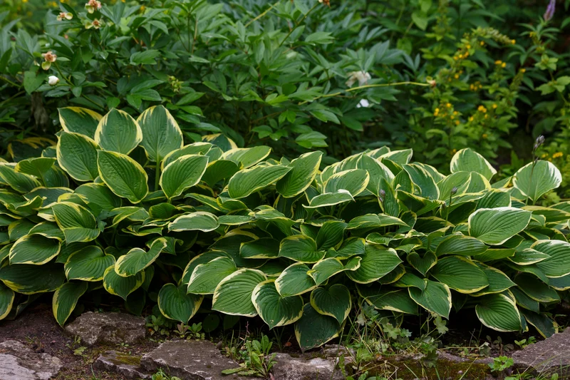 Hosta fortunei 'Aureomarginata', 3-pack