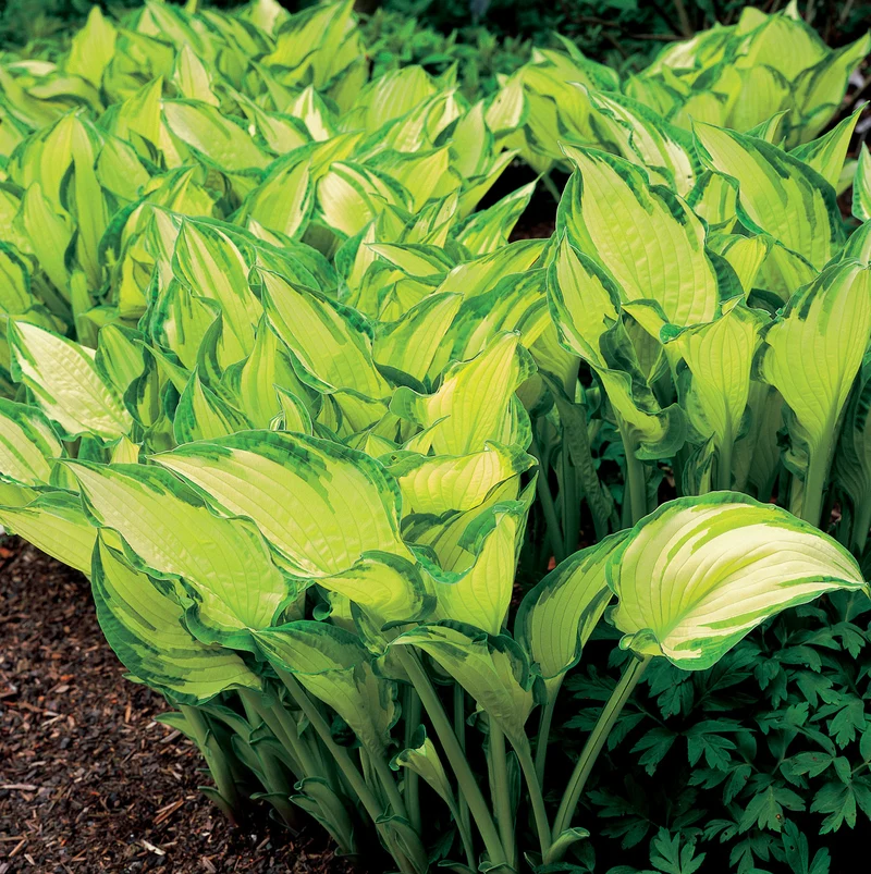 Hosta fortunei 'Albopicta', 6-pack